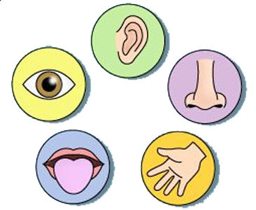 The Senses Primaria Youtube